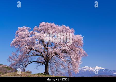 Fiori di ciliegio a Wanizuka Foto Stock