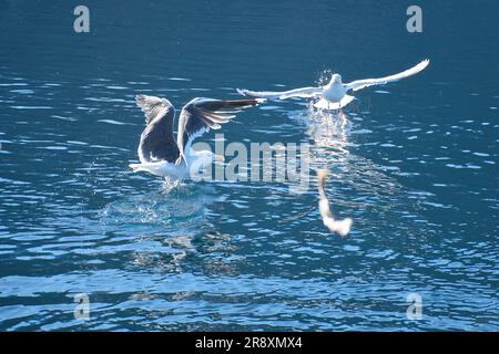 I gabbiani decolgono nel fiordo in Norvegia. Gocce d'acqua spruzzi nel movimento dinamico degli uccelli marini. Foto di animali dalla Scandinavia Foto Stock