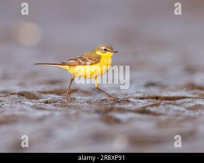 Wagtail giallo (Motacilla flava) Foto Stock