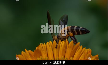 Macro shot di pollinazione delle api con vegetazione e sfondo pastello arancione Foto Stock