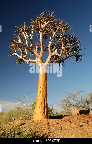 Kokerboom (Quiver) Trees, Augrabies Falls National Park, Northern Cape, Sudafrica Foto Stock