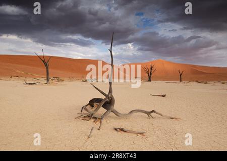 Dead Vlei, Sand Dunes, Sossusvlei area, Namib Naukluft National Park, Hardap Region, Namibia Foto Stock