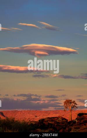 Kokerboom (Quiver) Trees, Augrabies Falls National Park, Northern Cape, Sudafrica Foto Stock