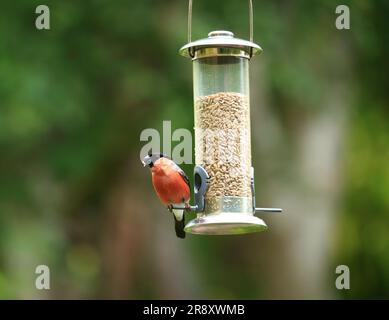 Bullfinch eurasiatico maschio (Pyrrhula Pyrrrhula) che si nutrono in un giardino del Regno Unito. Foto Stock