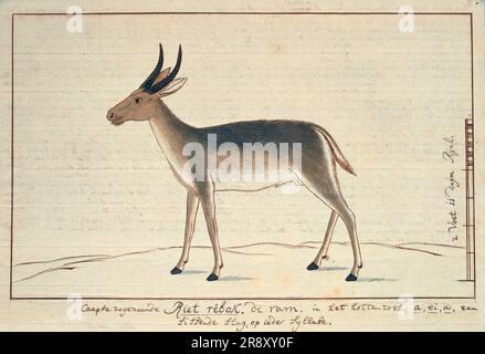 Redunca arundinum (Southern reedbuck; maschio), 1777-1786. Foto Stock
