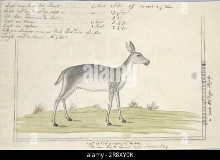 Redunca arundinum (Southern reedbuck), 1777-1786. Foto Stock
