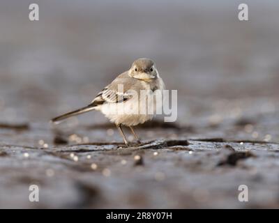 Coda d'onda bianca grigia ( Motacilla alba) giovanile . Foto Stock