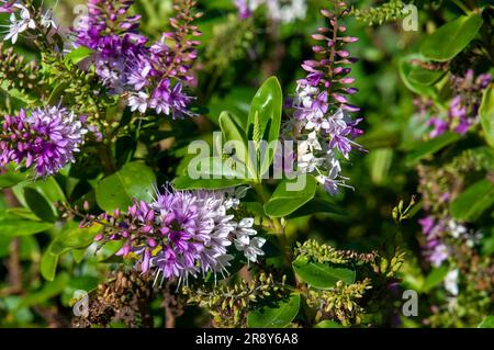 Sydney Australia, fiori viola e bianchi di un arbusto di hebe Foto Stock