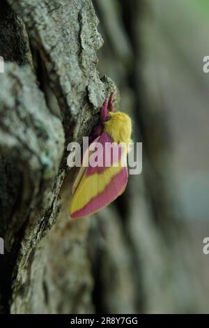 Una falena d'acero Rosy (Dryocampa rubicunda) su tronco d'acero argentato, North Carolina Foto Stock