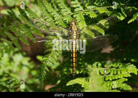 Skimmer dalla coda nera, libellula, Orthetrum cancellatum, maschio immaturo, Norfolk, Giugno Foto Stock