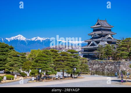 Castello di Matsumoto e fiori di ciliegia Foto Stock