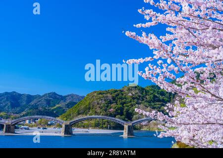 Ponte Kintai-bashi e fiori di ciliegio Foto Stock