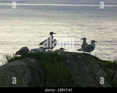 Osserva l'eleganza di un bellissimo gabbiano mentre vola attraverso il cielo sullo sfondo di un affascinante tramonto sul mare Foto Stock