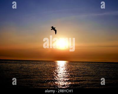 Osserva l'eleganza di un bellissimo gabbiano mentre vola attraverso il cielo sullo sfondo di un affascinante tramonto sul mare Foto Stock