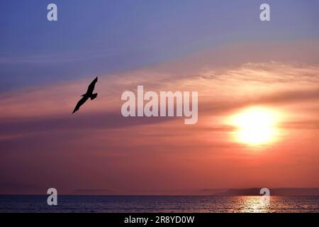 Osserva l'eleganza di un bellissimo gabbiano mentre vola attraverso il cielo sullo sfondo di un affascinante tramonto sul mare Foto Stock