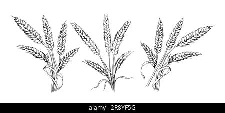 Set di mazzi di spighe di frumento disegnati a mano in stile doodle Illustrazione Vettoriale