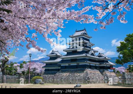 Fiori di ciliegio del Castello di Matsumoto Foto Stock