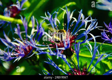 Fioritura di fiordaliso blu con bumblebee in estate. Foto Stock