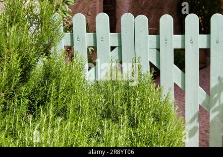 Piante di rosmarino verde che crescono nel giardino di fronte a una recinzione in legno turchese in Francia. Foto Stock