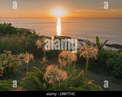 Horikiritouge con fiori di crinum il sole mattutino Foto Stock