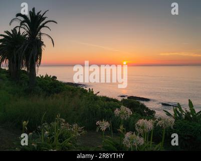 Horikiritouge con fiori di crinum il sole mattutino Foto Stock