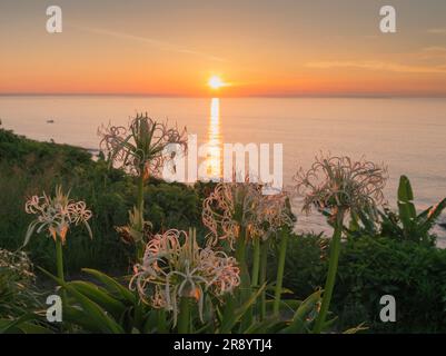 Horikiritouge con fiori di crinum il sole mattutino Foto Stock