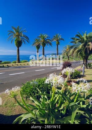 Horikiritouge con fiori di crinum e National Highway No. 220 Foto Stock