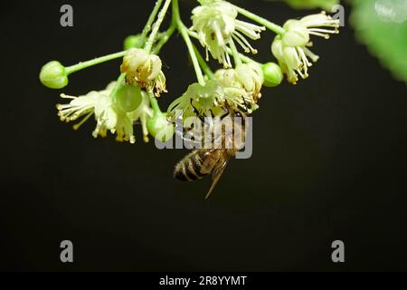 Tiglio con fiori, ape, giugno, Germania Foto Stock