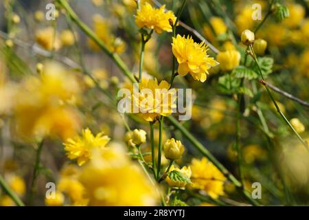 Fiori gialli su un cespuglio di ranunculus giapponese in una giornata di sole in primavera. Immagine con messa a fuoco selettiva. Foto Stock