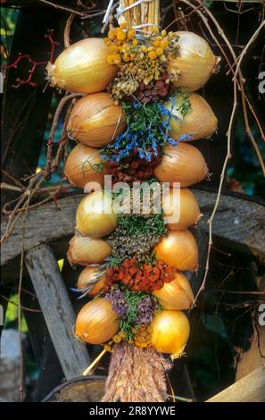 Placca di cipolla, cipolla, porro di cipolla, bulbo, cipolla da cucina, Cipolla da giardino, cipolla estiva, cipolla domestica, cipolla comune (Allium cepa) Foto Stock