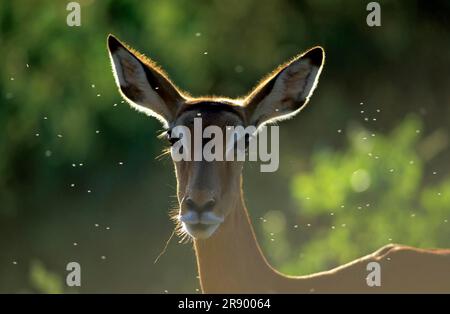 Impala (Aepyceros melampus), antilope con tacco nero Foto Stock