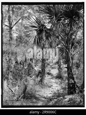 Lovers Lane, Isle of Pines (ovvero Palms), Charleston, S.C., c1907. Foto Stock