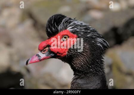 Verruche, anatra, Ritratto, primo piano, Drake, Anatra moscovita (Cairina moschata) Foto Stock