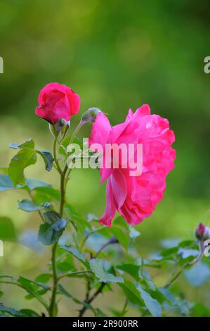 Rosa perenne : Rosa Rosa nel Giardino Foto Stock