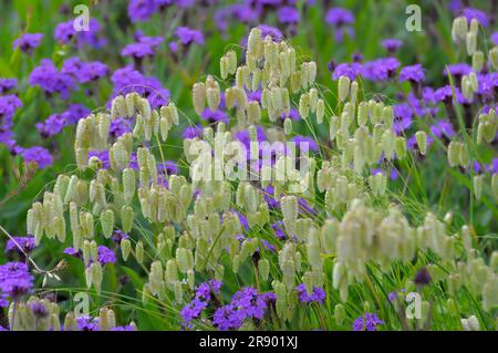 Erba ciottolosa in giardino Foto Stock