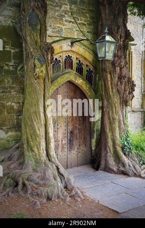 Due vecchi tassi inglesi (Taxus baccata) incorniciano una vecchia porta di legno all'ingresso nord della chiesa di St Edward, Stow-on-the-Wold, Cotswolds Foto Stock