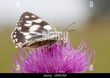 In marmo bianco (Melanargia galathea) Foto Stock