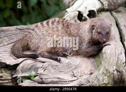 Mangusta con bande (Mungos mungo), sdraiata su un ceppo di alberi al sole Foto Stock