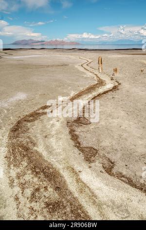 Salamoia vola al Great Salt Lake, Utah, Stati Uniti Foto Stock