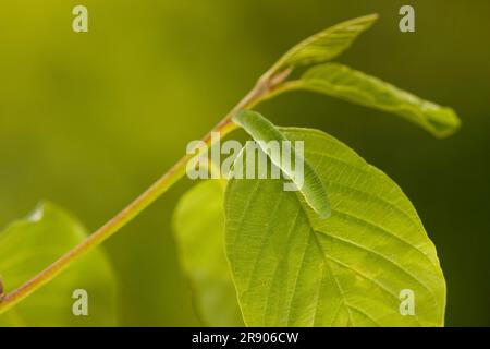 Brimstone (Gonepteryx rhamni), caterpillar, Renania-Palatinato, Germania Foto Stock