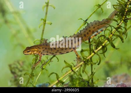 Noce comune (Lissotriton vulgaris), maschio, Renania-Palatinato, Germania Foto Stock