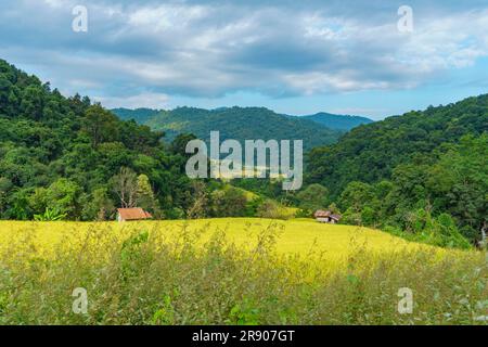 Maestose montagne e campi di riso dipingere un pittoresco arazzo nella idilliaca campagna di Chiang mai Foto Stock