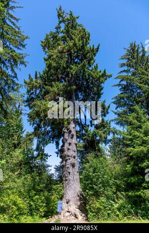 Quinault, Washington, USA-luglio 2022: Vista verticale del più grande abete rosso del mondo nella valle dei giganti della foresta pluviale nella penisola olimpica di Olympic Foto Stock