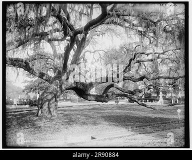 Magnolia Cemetery, querce vive, Charleston, S.C., c1900. Foto Stock