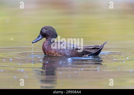 Marrone Teal (Anas chlorotis) nel Parco regionale di Tawharanui, Auckland, nel nord-est della nuova Zelanda, Isola del Nord. Foto Stock