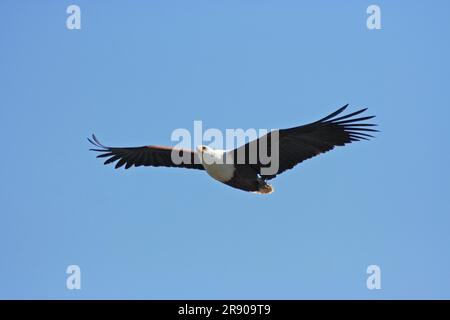 African Fish Eagle nella riserva di caccia Moremi, Botswana Foto Stock