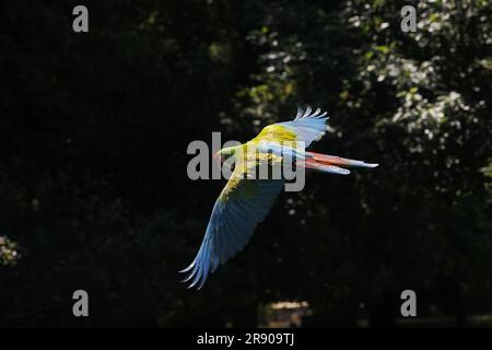 Macaw militare, ara militaris, adulti in volo Foto Stock