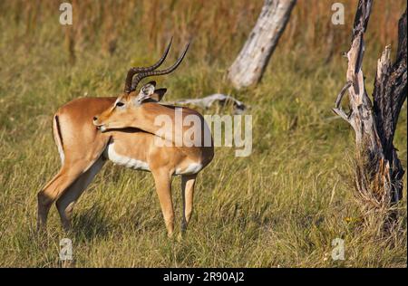 Impala, Moremi Game Reserve Botswana Foto Stock