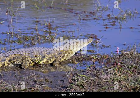 Coccodrillo nella riserva di Moremi in Botswana Foto Stock