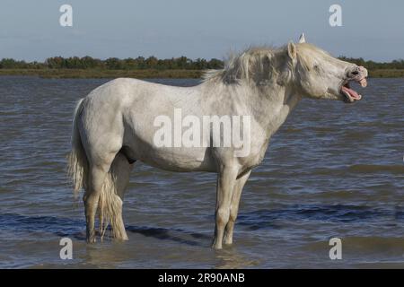 Camargue Horse, in piedi in palude, yawning, Saintes Marie de la Mer nel sud della Francia Foto Stock